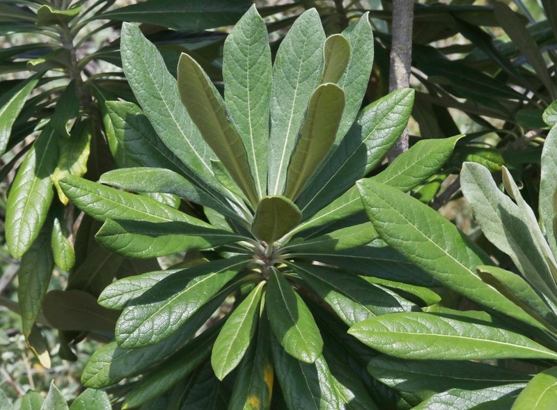 Kona Cheesewood photo 2