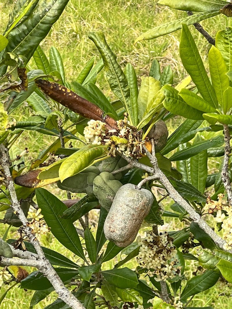 Kona Cheesewood photo 6