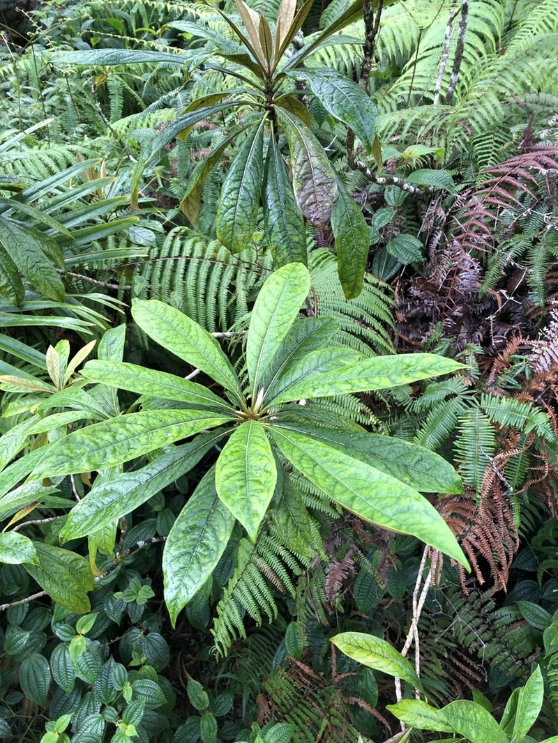 Kauai Cheesewood photo 2