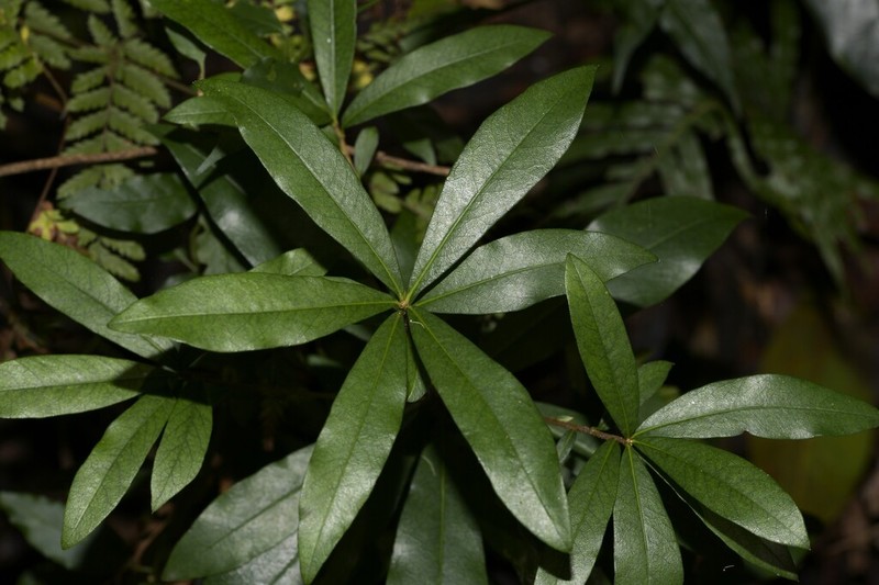 Pittosporum kororoense