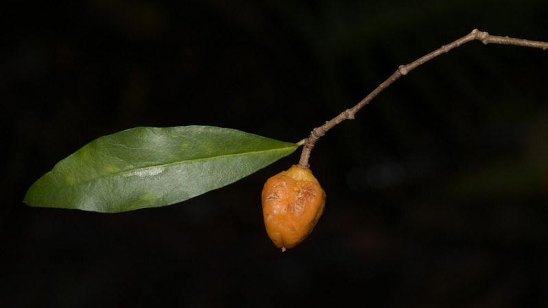 Pittosporum kororoense photo 2