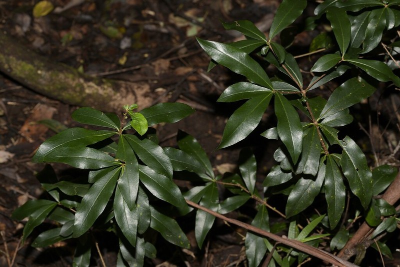 Pittosporum kororoense photo 3