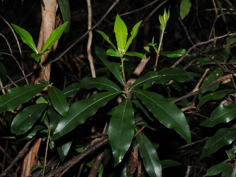 Pittosporum kororoense photo 4
