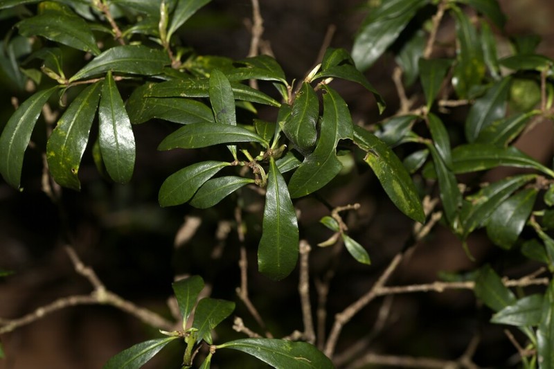 Pittosporum kororoense photo 5