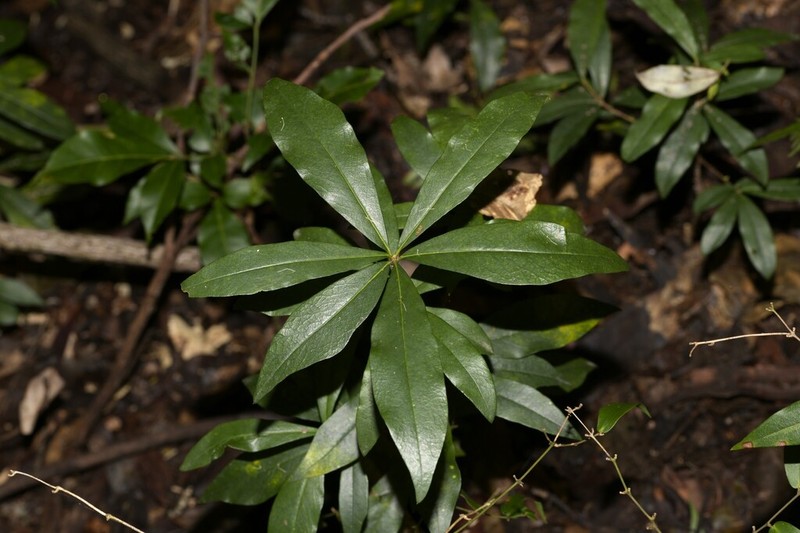 Pittosporum kororoense photo 6