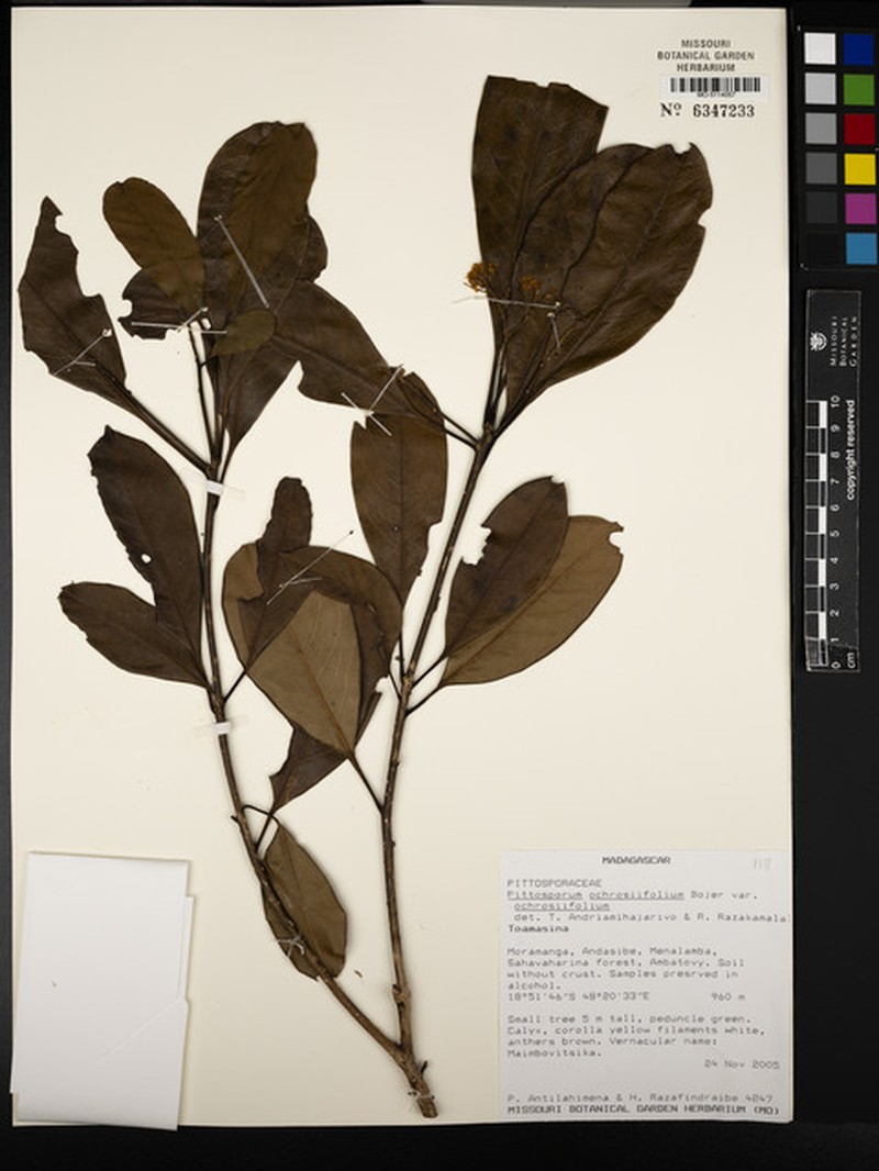 Pittosporum ochrosiifolium var. ochrosiifolium