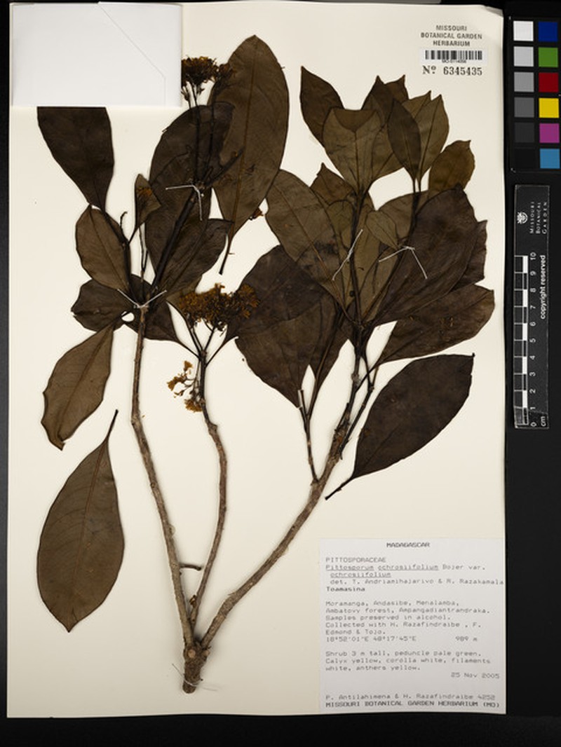 Pittosporum ochrosiifolium var. ochrosiifolium photo 2