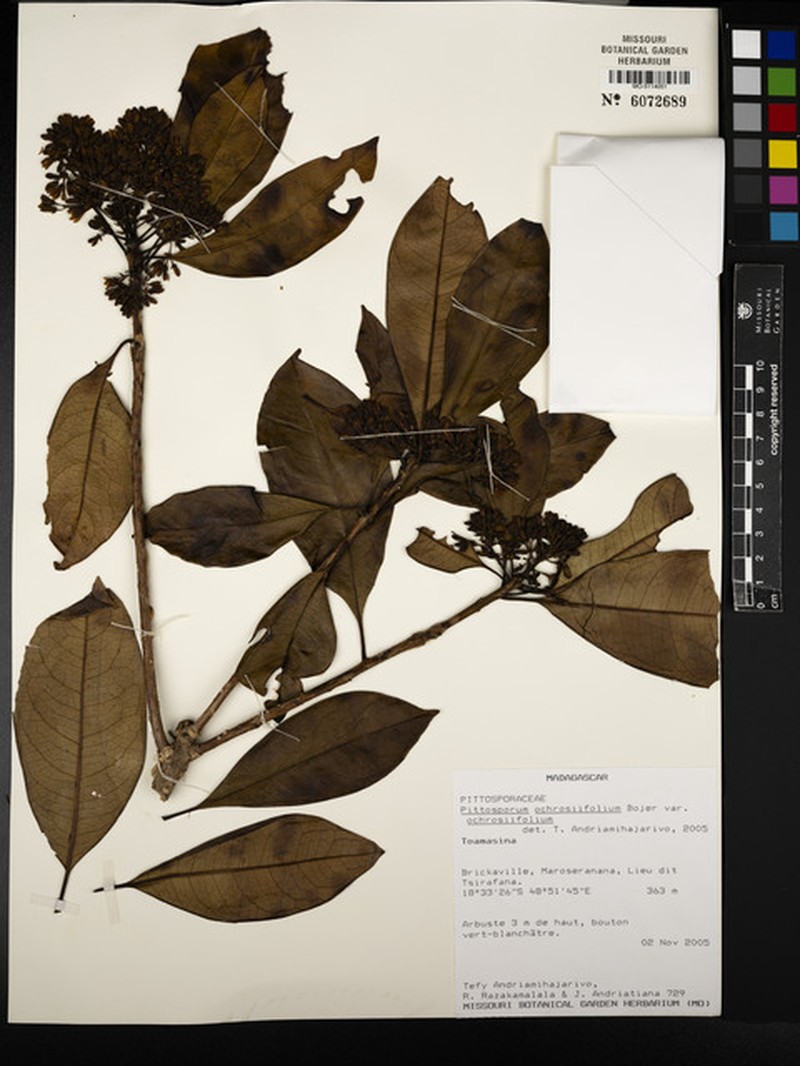 Pittosporum ochrosiifolium var. ochrosiifolium photo 3