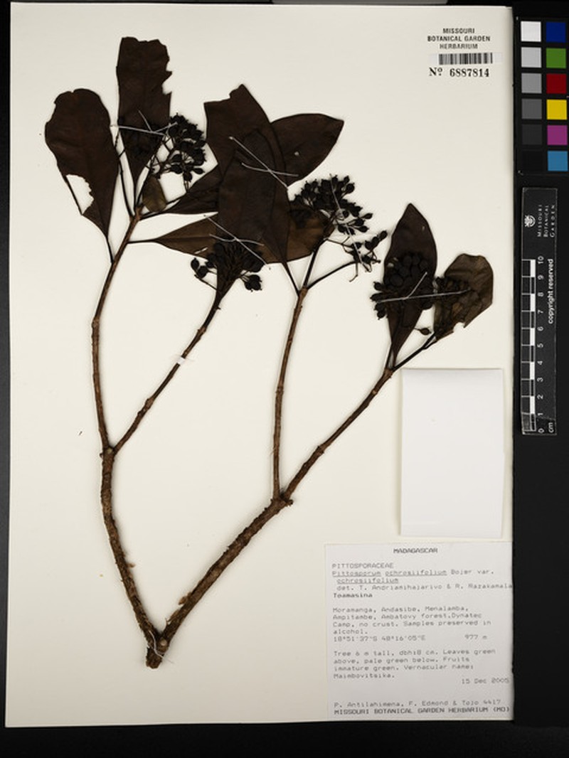 Pittosporum ochrosiifolium var. ochrosiifolium photo 4