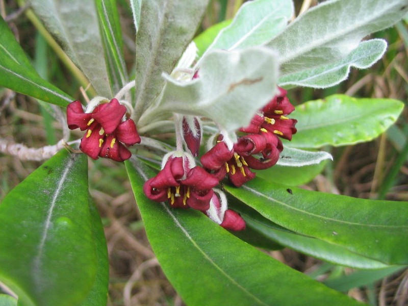 Pittosporum rangitahua photo 2