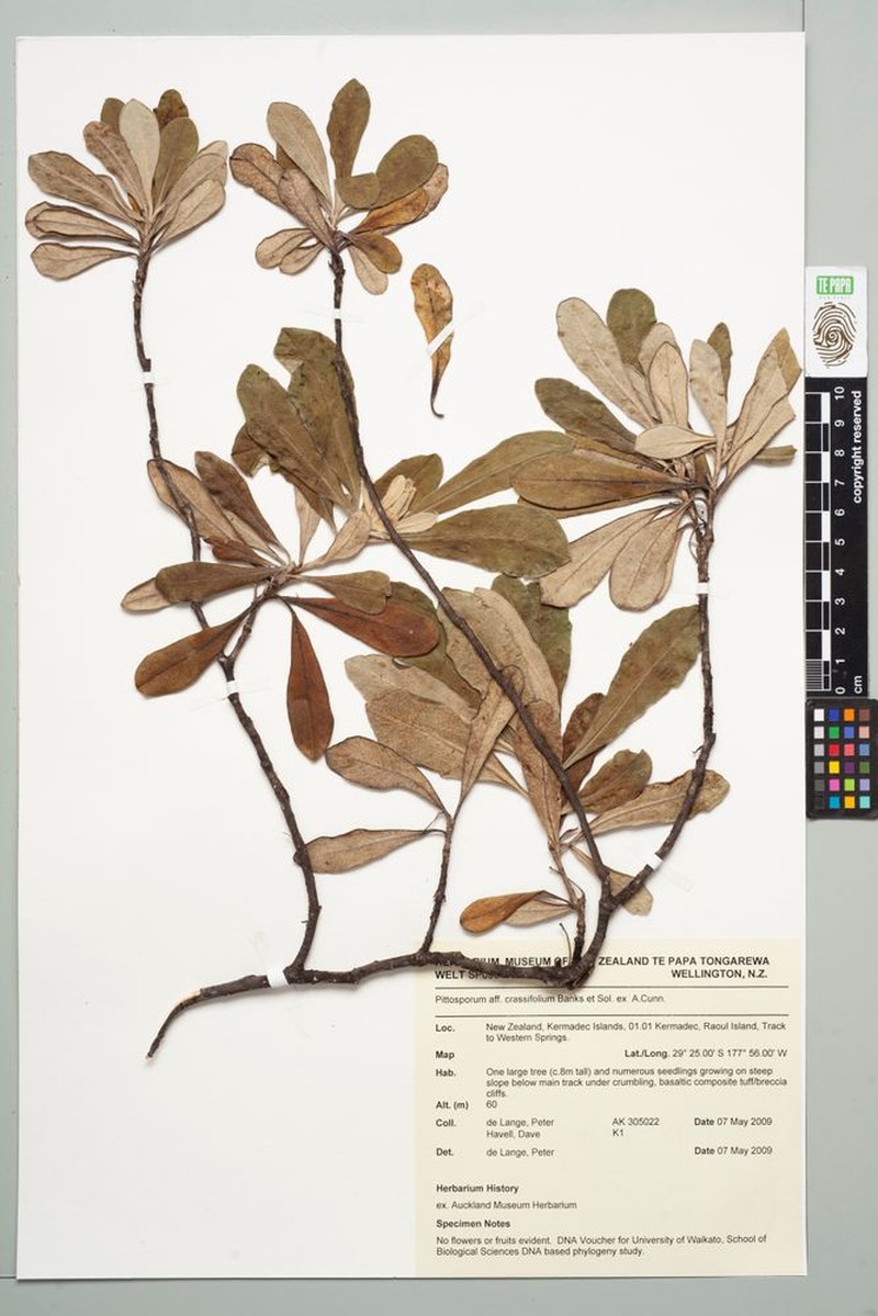 Pittosporum rangitahua photo 4