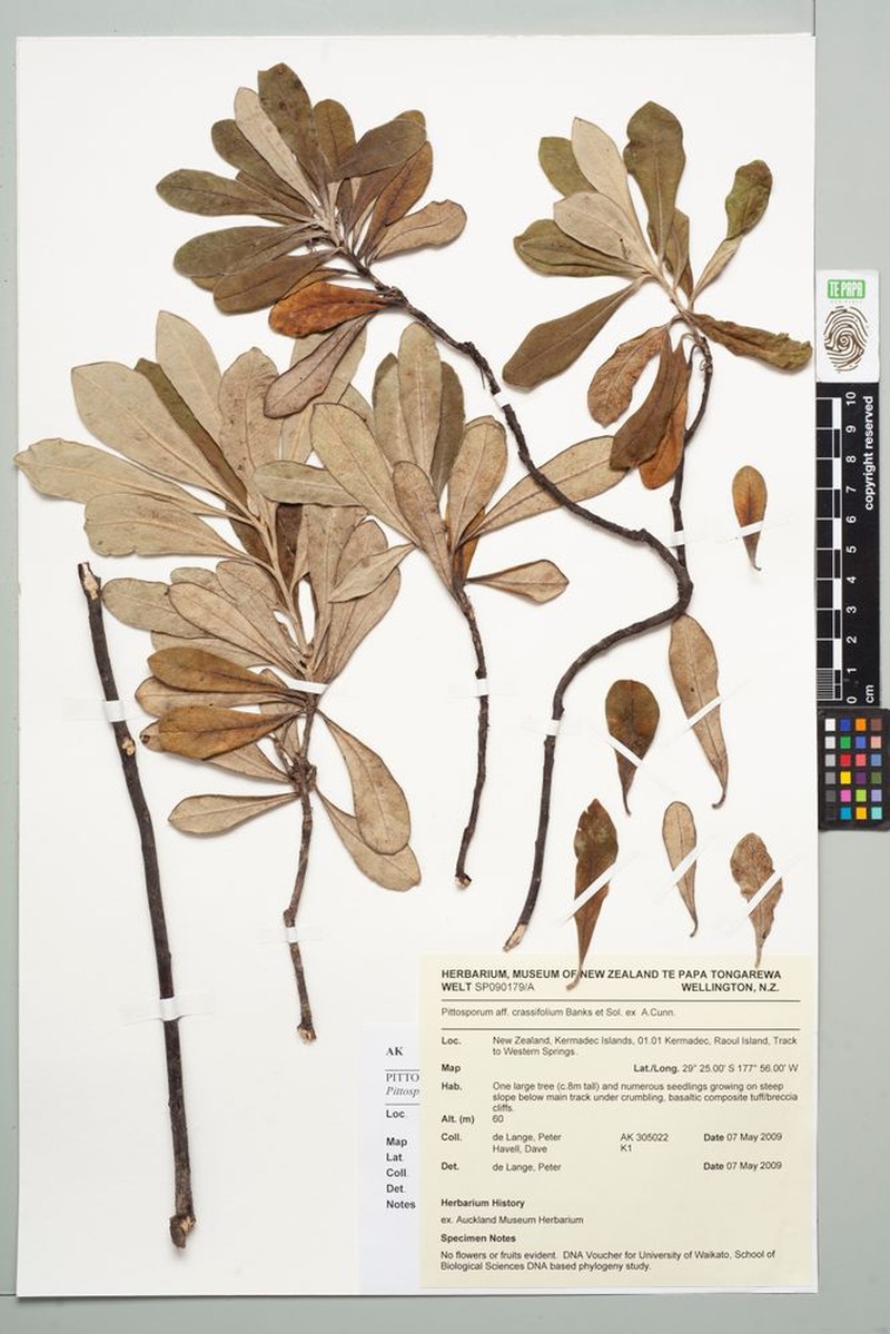 Pittosporum rangitahua photo 5
