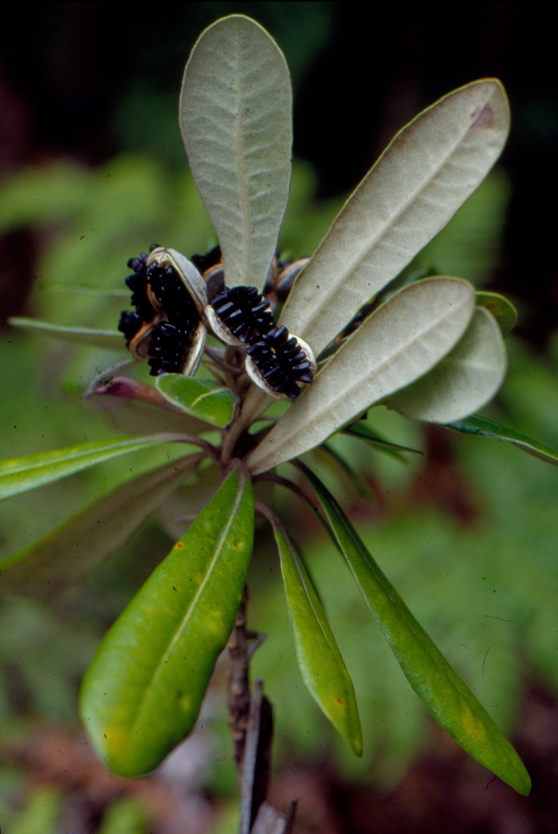 Pittosporum rangitahua