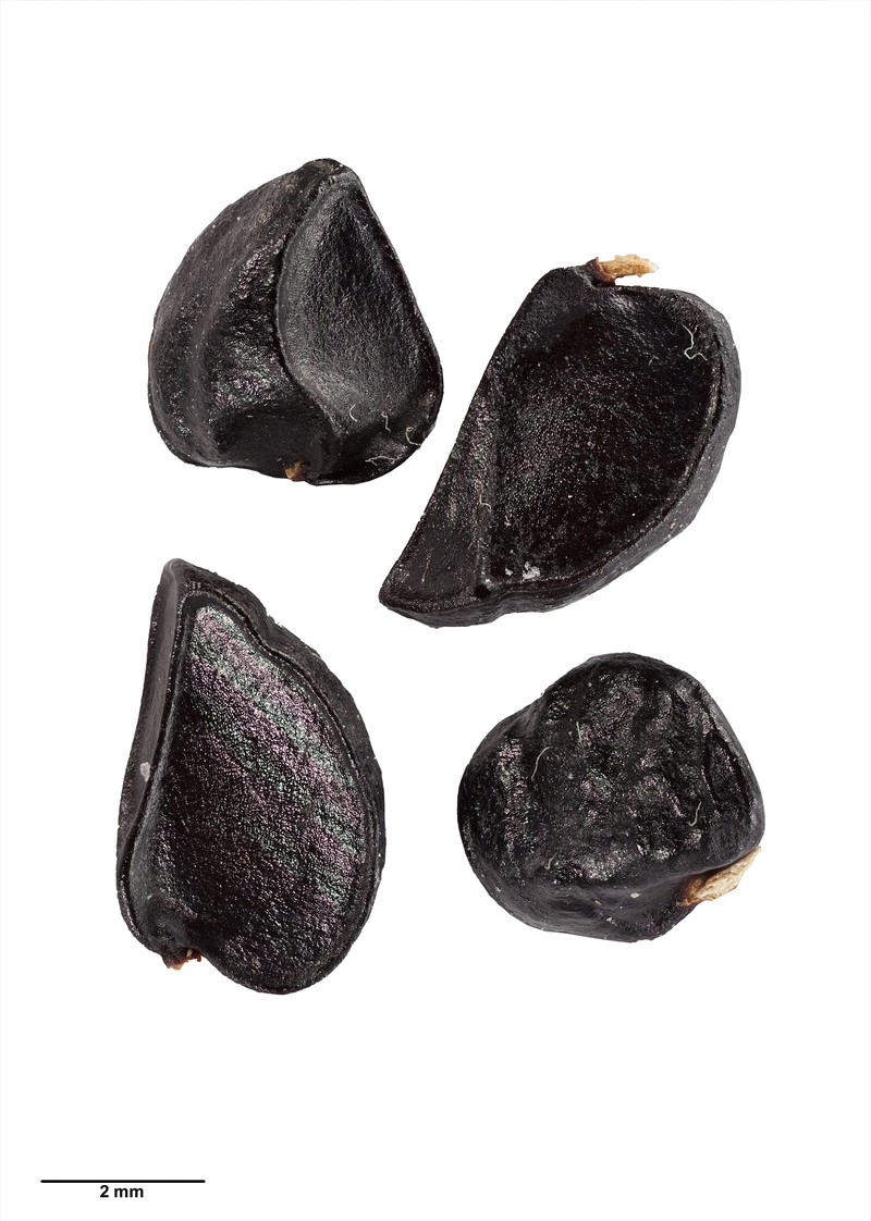 Pittosporum rangitahua photo 8