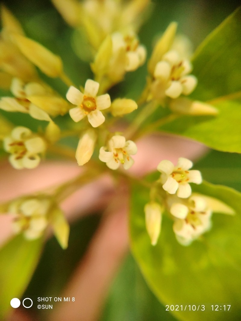 Pittosporum ridleyi photo 2