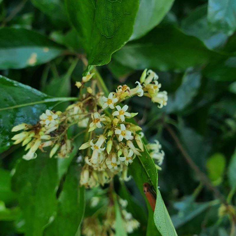Pittosporum ridleyi photo 3