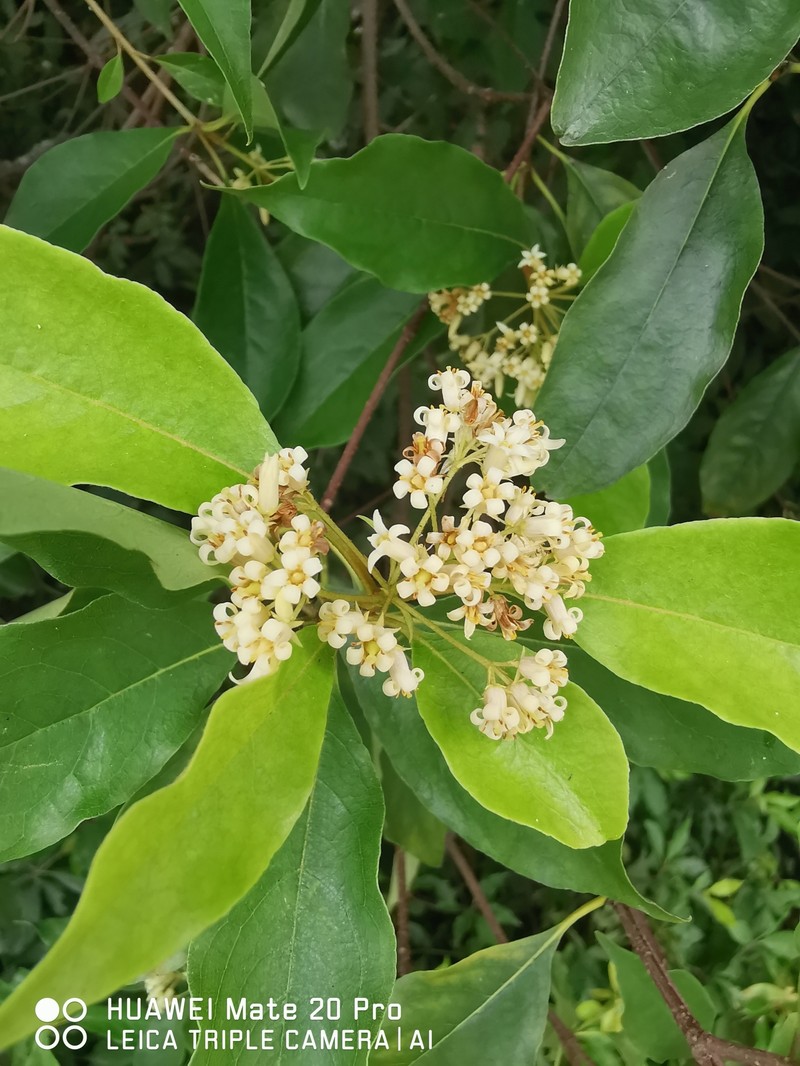 Pittosporum ridleyi photo 6