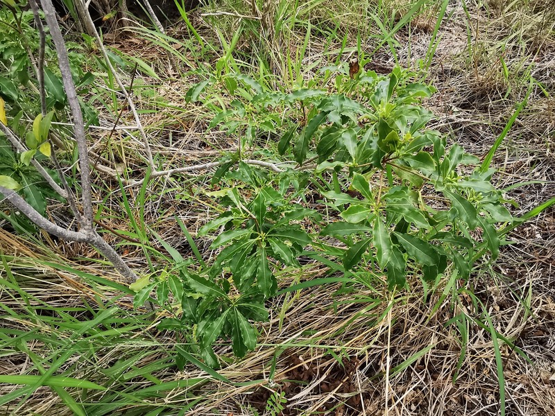 Pittosporum senacia subsp. senacia
