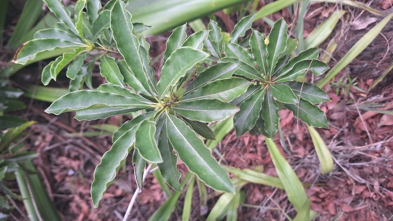 Pittosporum senacia subsp. senacia photo 2