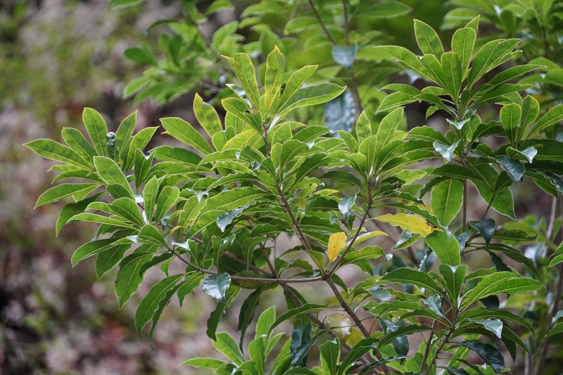 Pittosporum senacia subsp. senacia photo 3