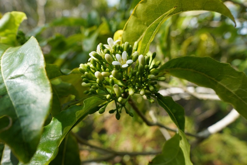 Pittosporum senacia subsp. senacia photo 4