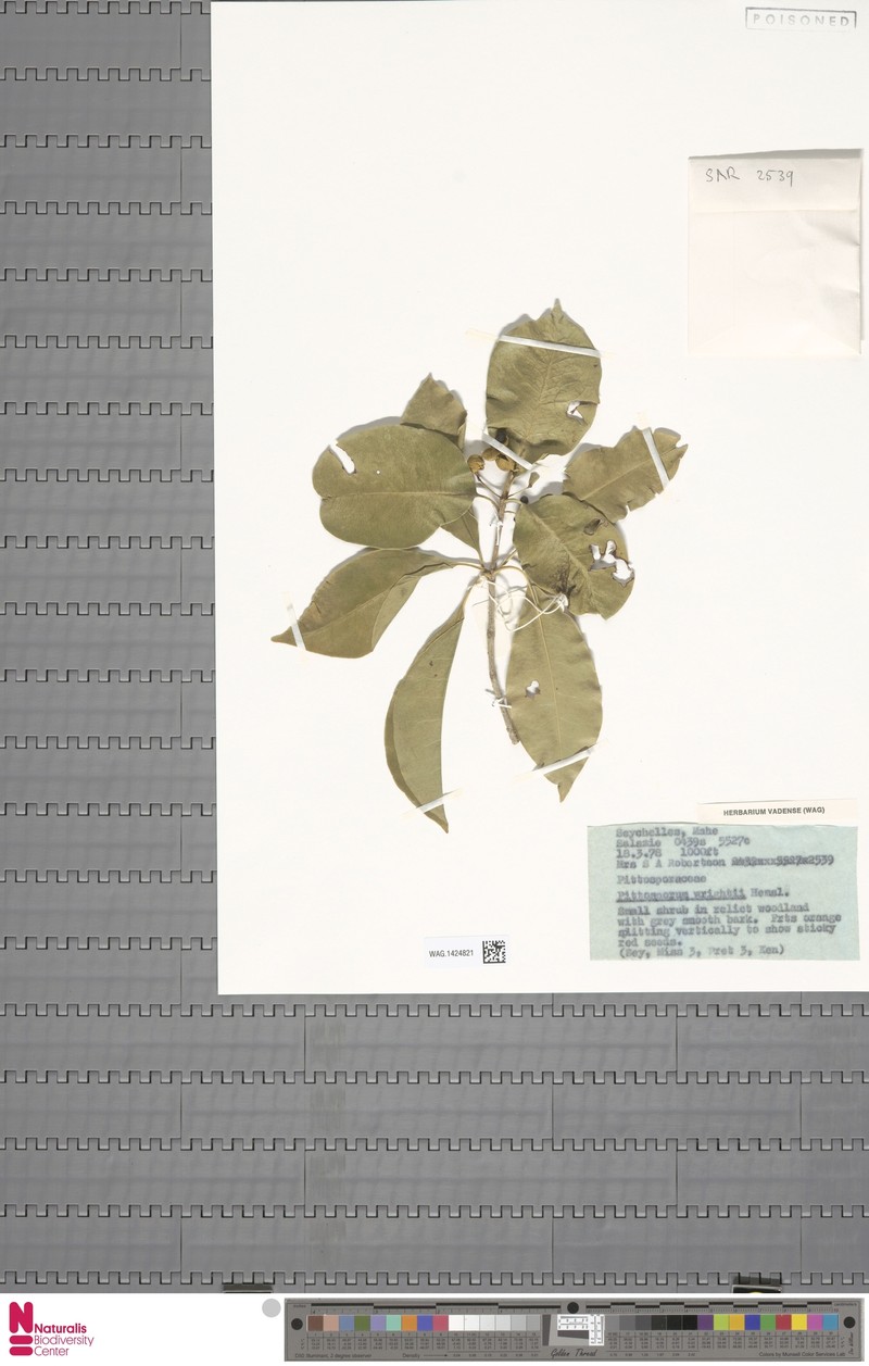 Pittosporum senacia subsp. wrightii