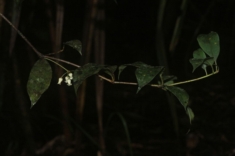 Pittosporum sulawesiense