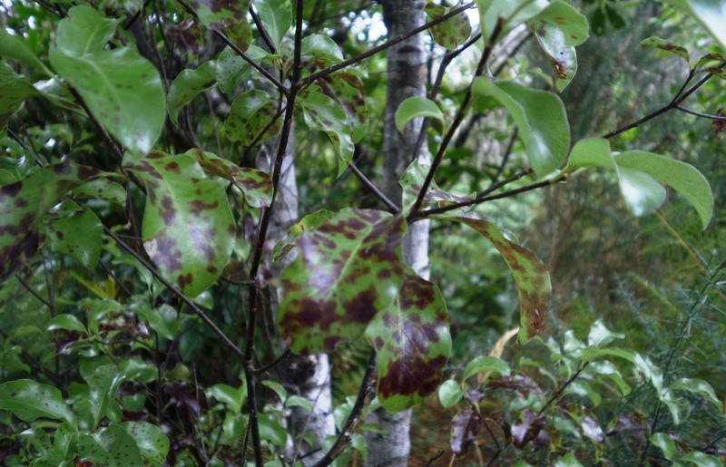 Tawhiwhi photo 2