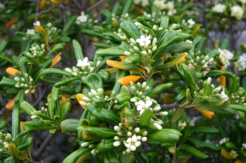 Japanese Cheesewood