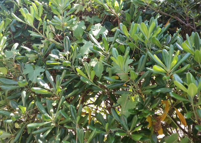 Japanese Cheesewood photo 8