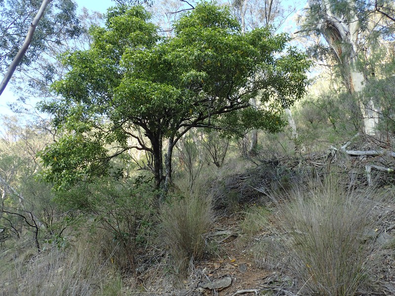 Australian Cheesewood photo 5