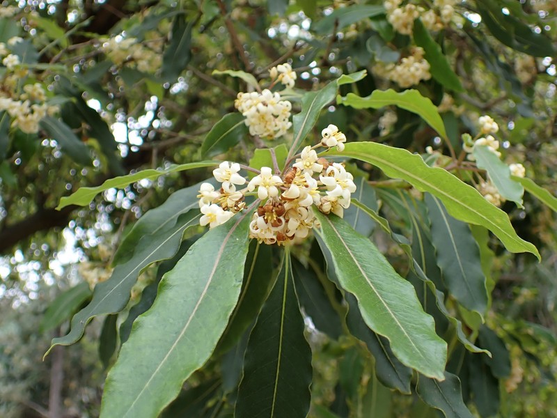 Australian Cheesewood photo 2