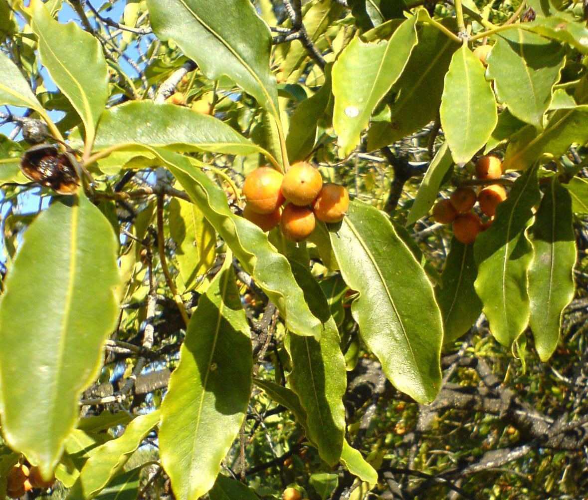 Australian Cheesewood
