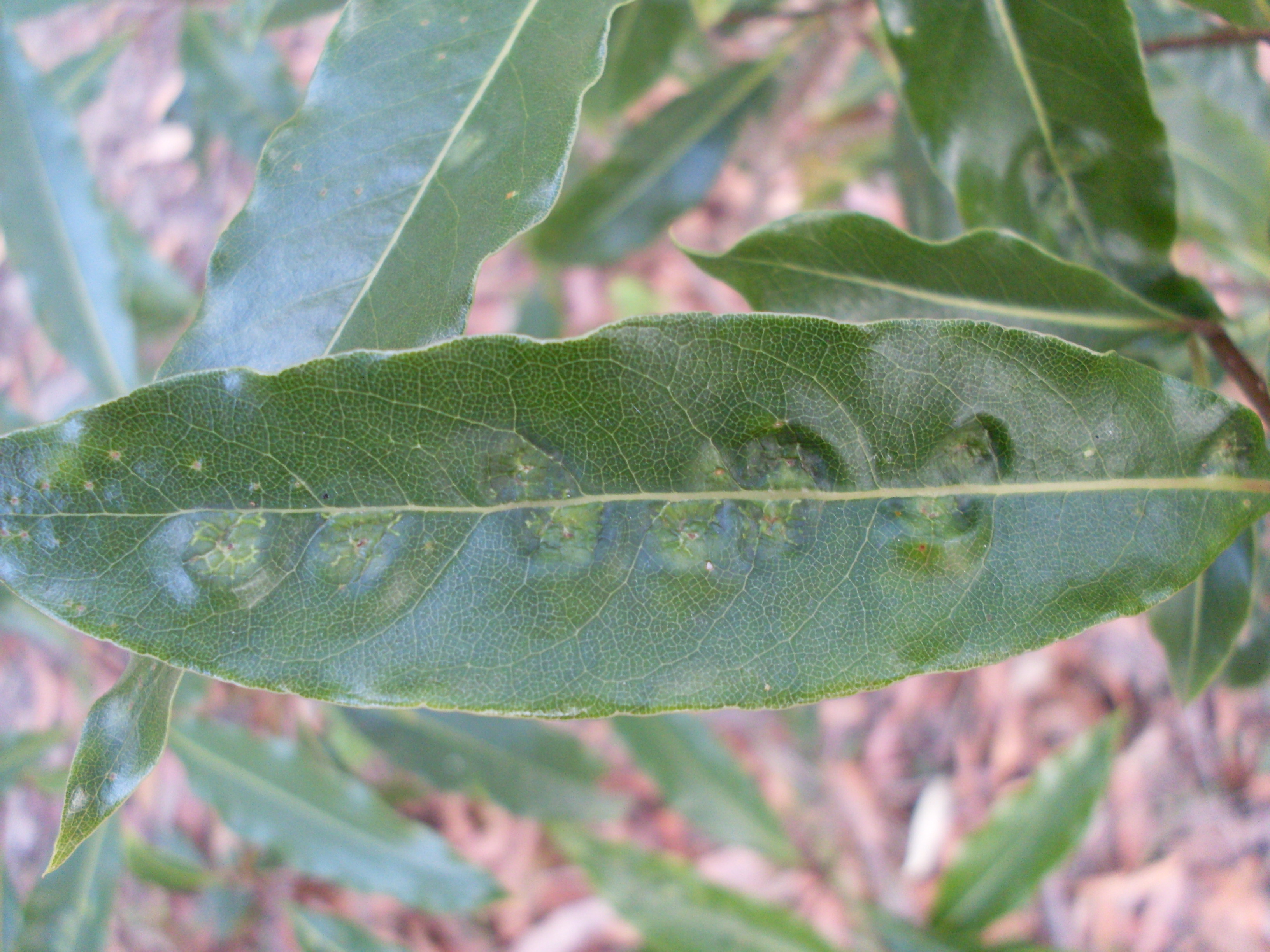 Australian Cheesewood photo 8