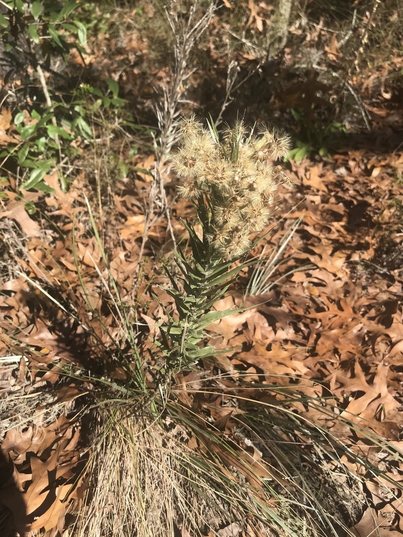 Pityopsis aequilifolia