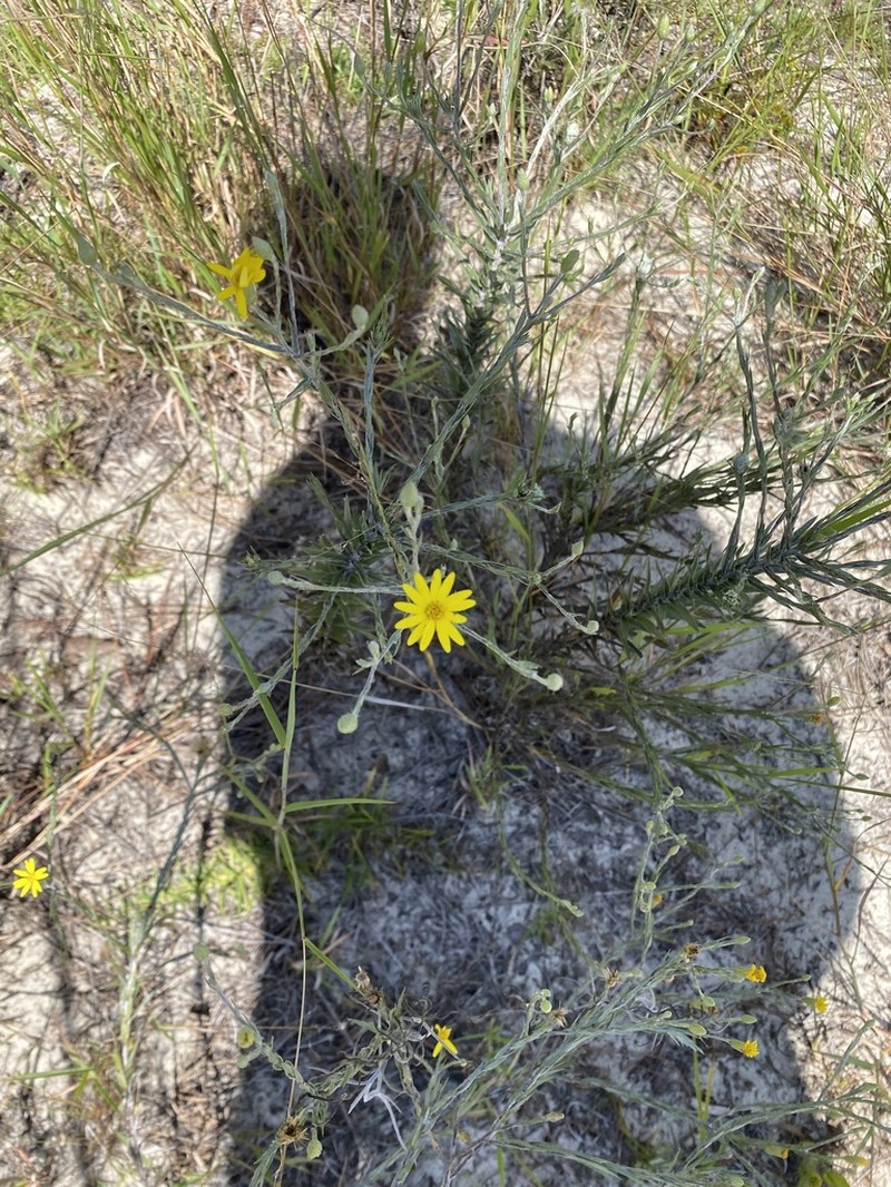 Pityopsis aequilifolia photo 2