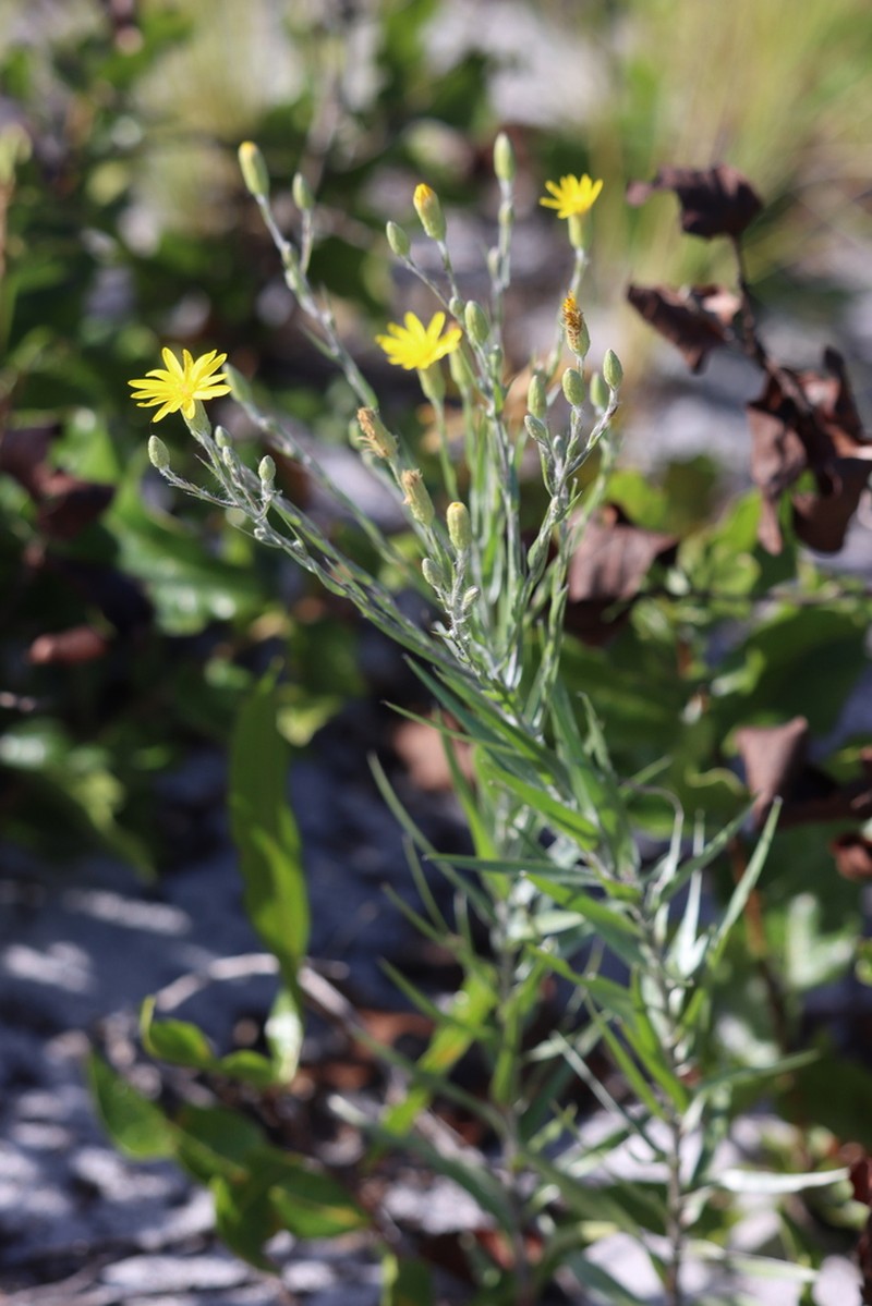 Pityopsis aequilifolia photo 3