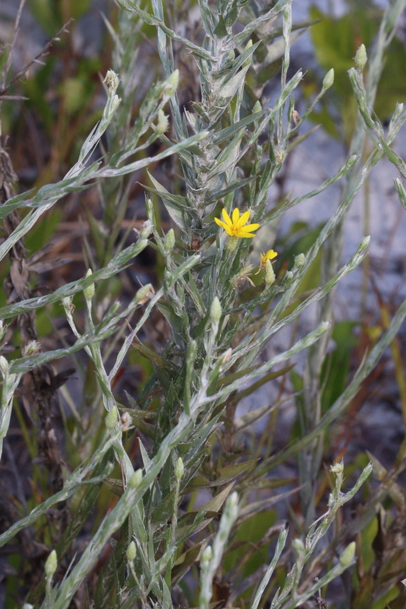 Pityopsis aequilifolia photo 4