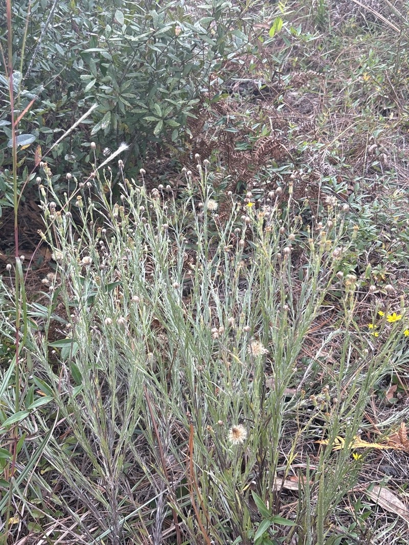 Pityopsis aequilifolia photo 5