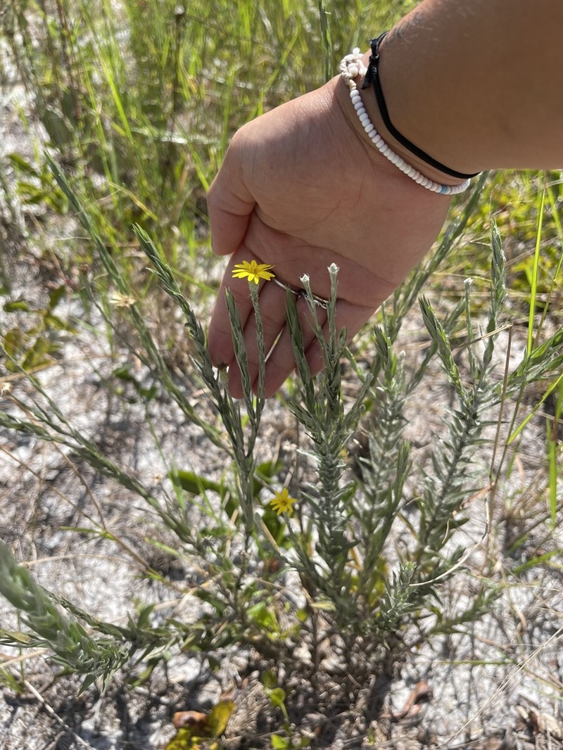 Pityopsis aequilifolia photo 6