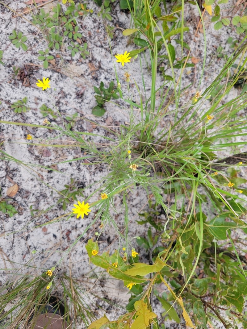Pityopsis aequilifolia photo 7