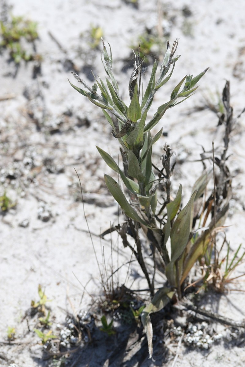 Pityopsis aequilifolia photo 8