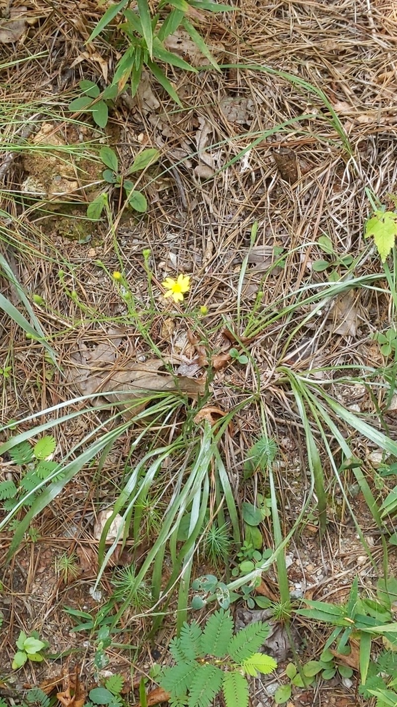 Pineland Silkgrass photo 2