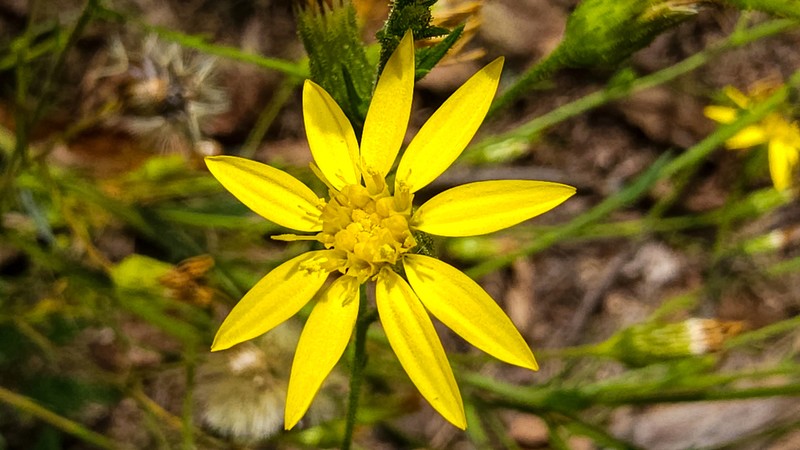 Pineland Silkgrass photo 5