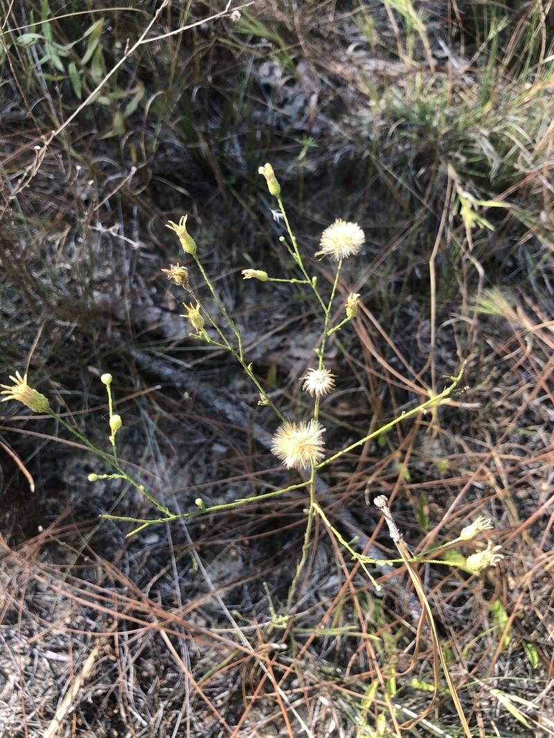 Pineland Silkgrass photo 7