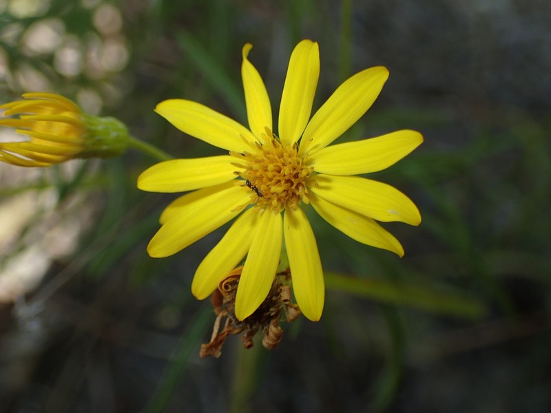 Sickleleaf Silkgrass photo 2