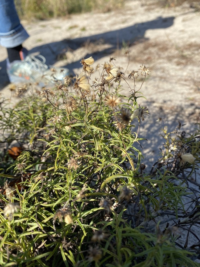 Sickleleaf Silkgrass photo 4