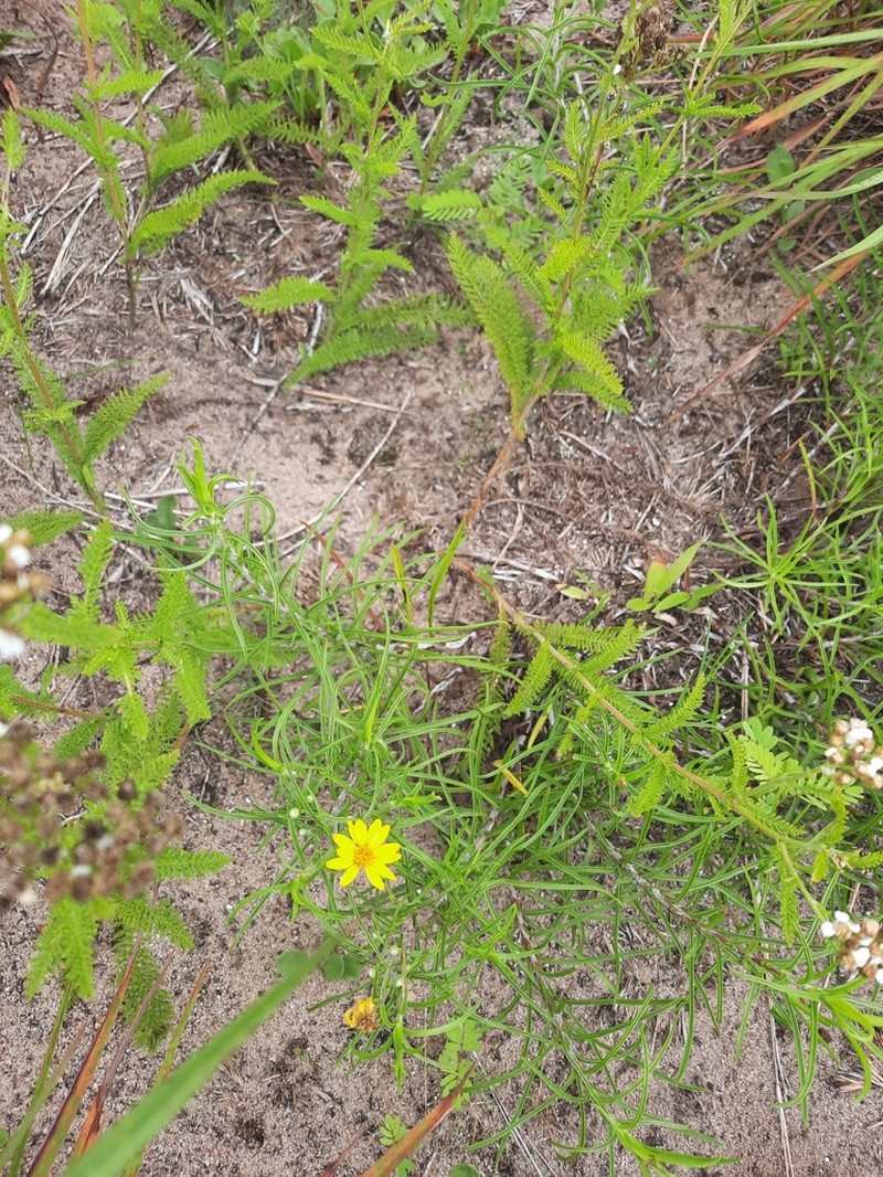 Sickleleaf Silkgrass photo 5