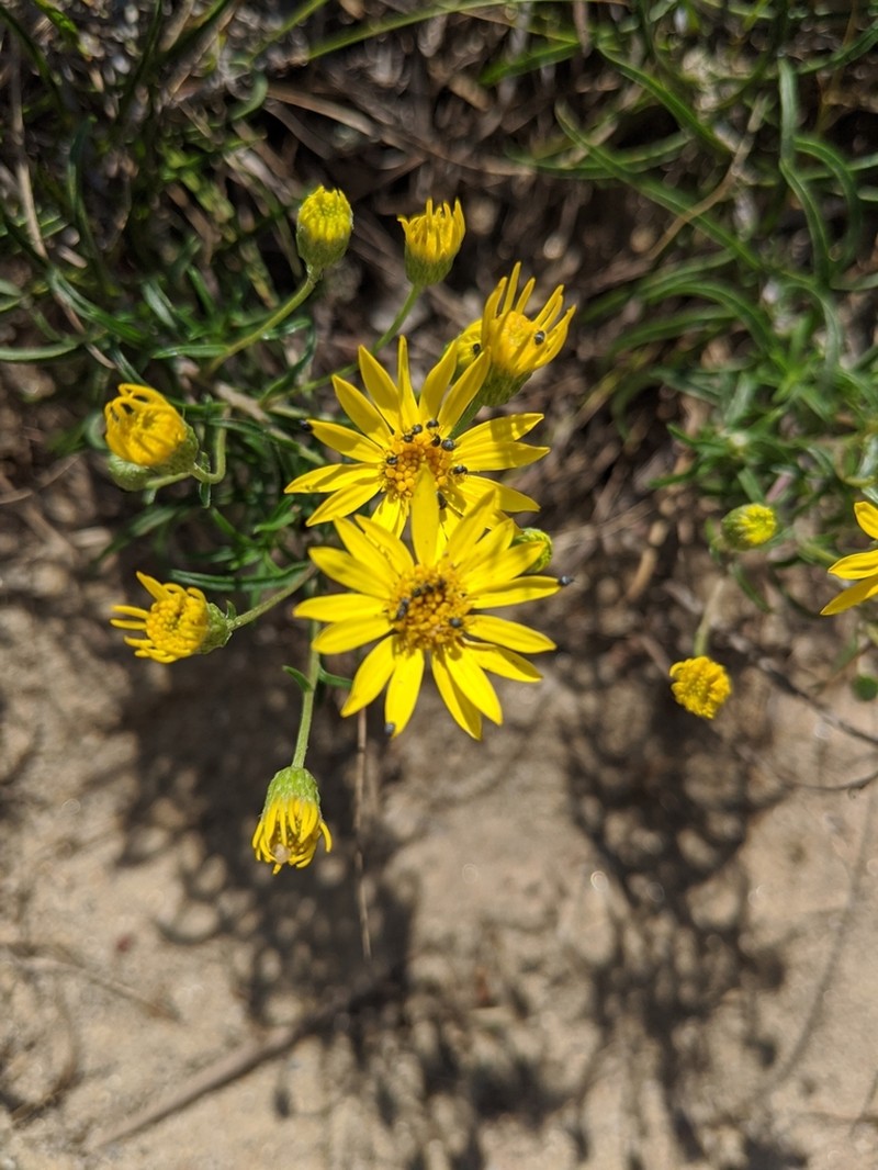Sickleleaf Silkgrass photo 6