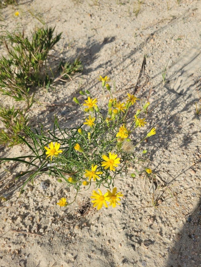 Sickleleaf Silkgrass photo 7